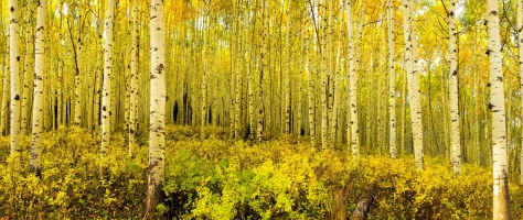 Wall panel Landscapes 010