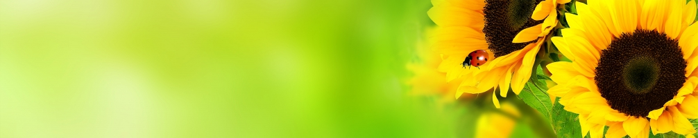 Kitchen back Flowers 078